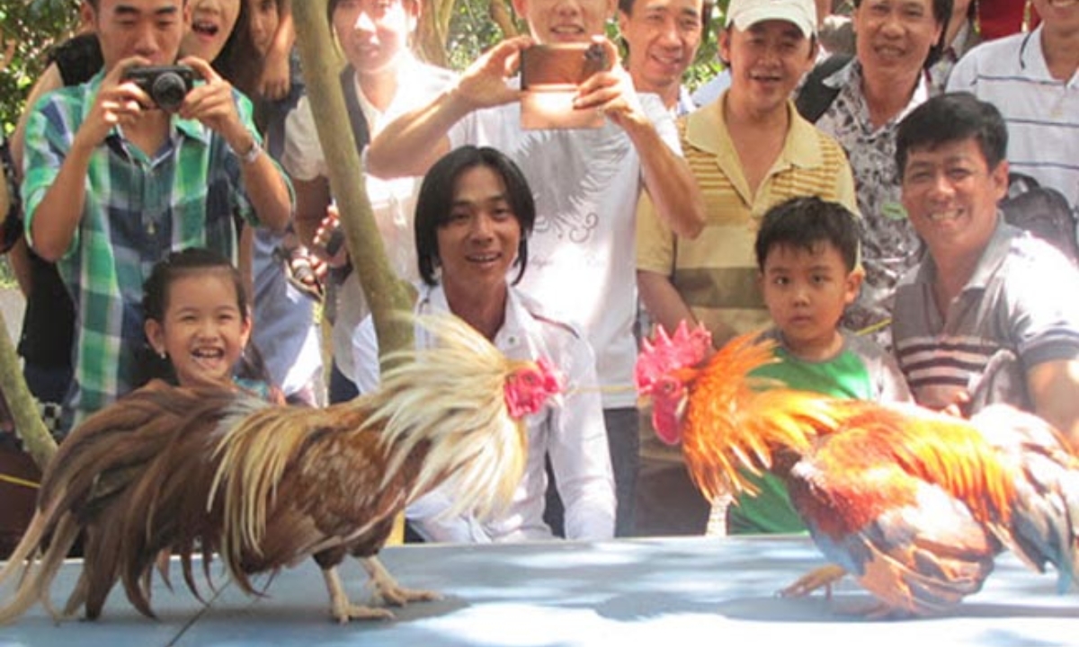 Những lễ hội chọi gà được diễn ra vào đầu năm