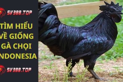Gà chọi Indonesia là gì? Thông tin về giống gà chọi mặt quỷ Indonesia