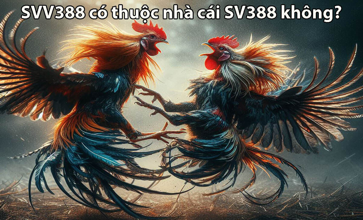 SVV388 có thuộc nhà cái SV388 không?